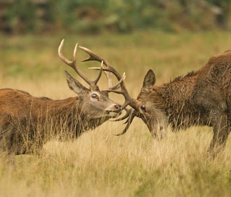Cowal Wildlife By Peter Walsh Eco Nature Holidays Red Deer