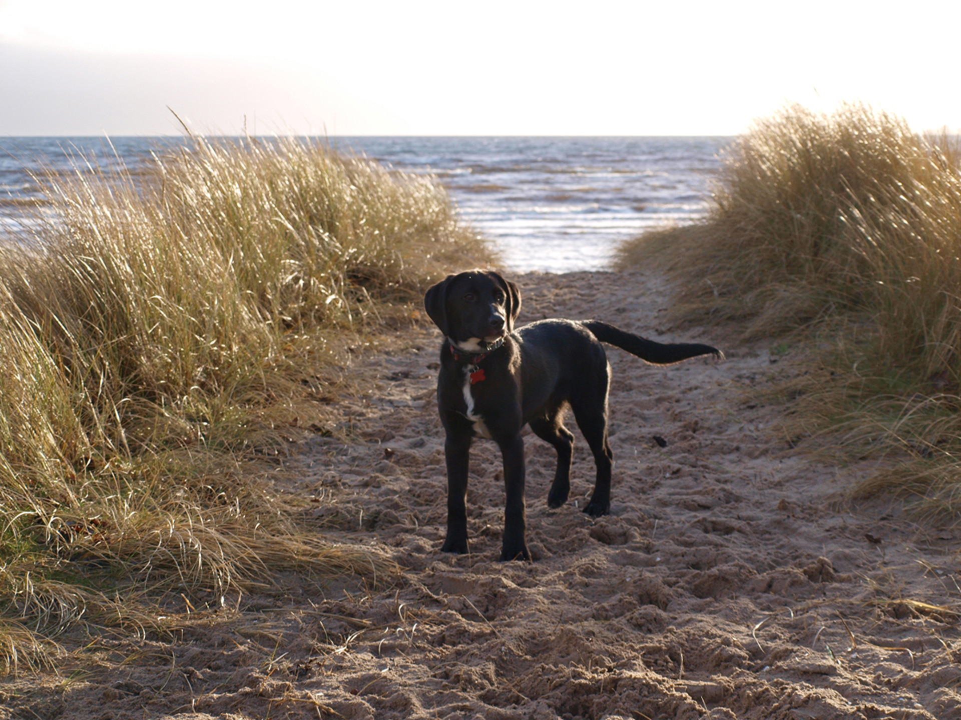 Background image - Dog 2