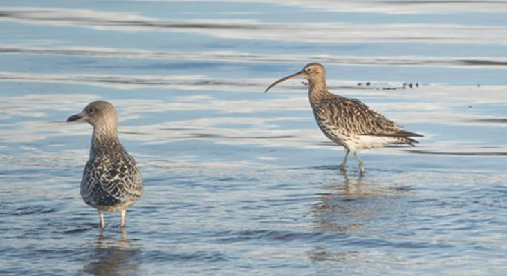 Cowal Wildlife By Peter Walsh Eco Nature Holidays Curlew Small