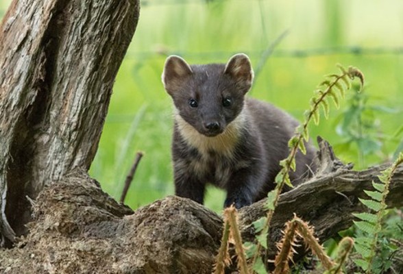 Cowal Wildlife By Peter Walsh Eco Nature Holidays Pine Marten Small