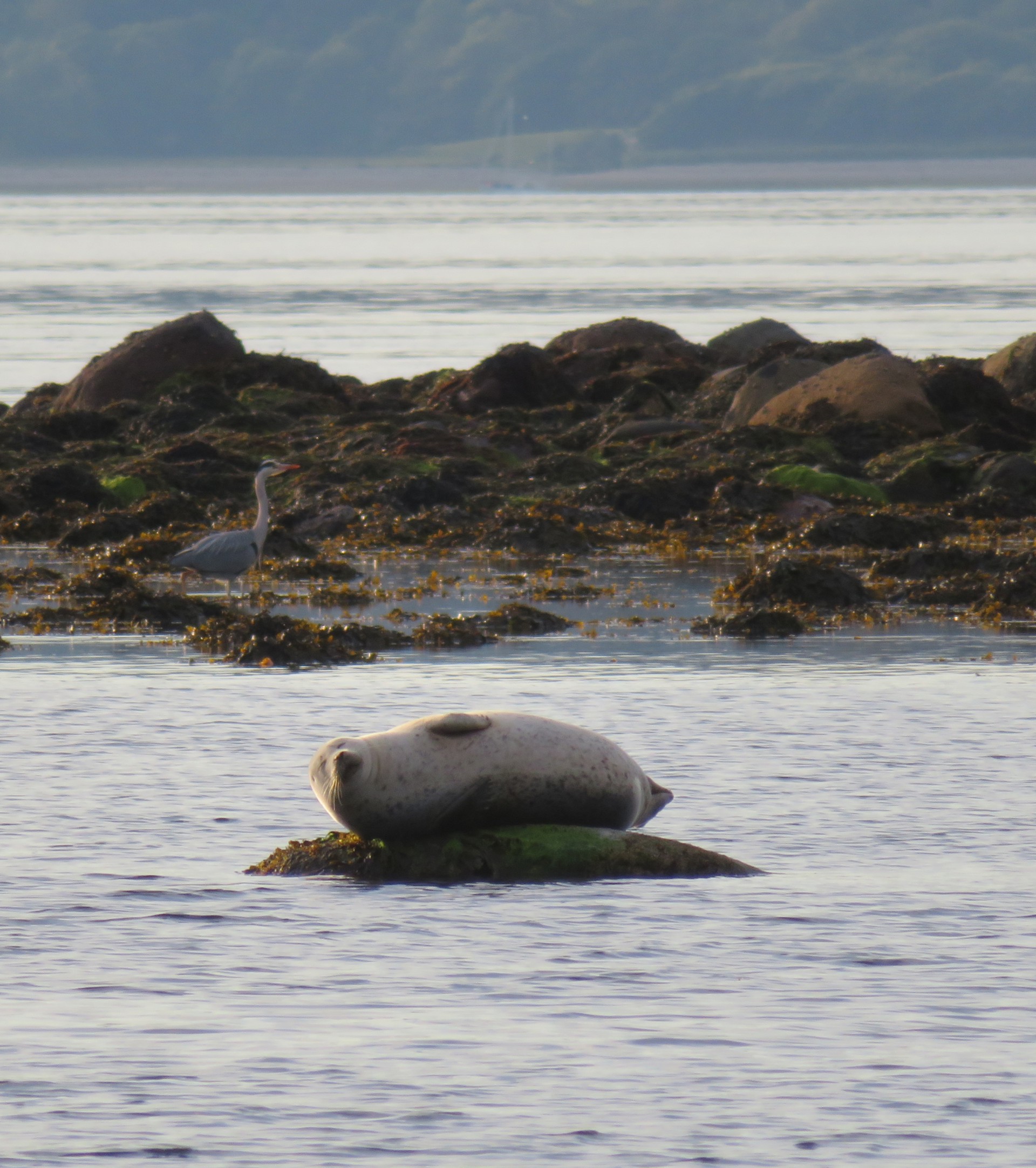 Background image - seal.jpg