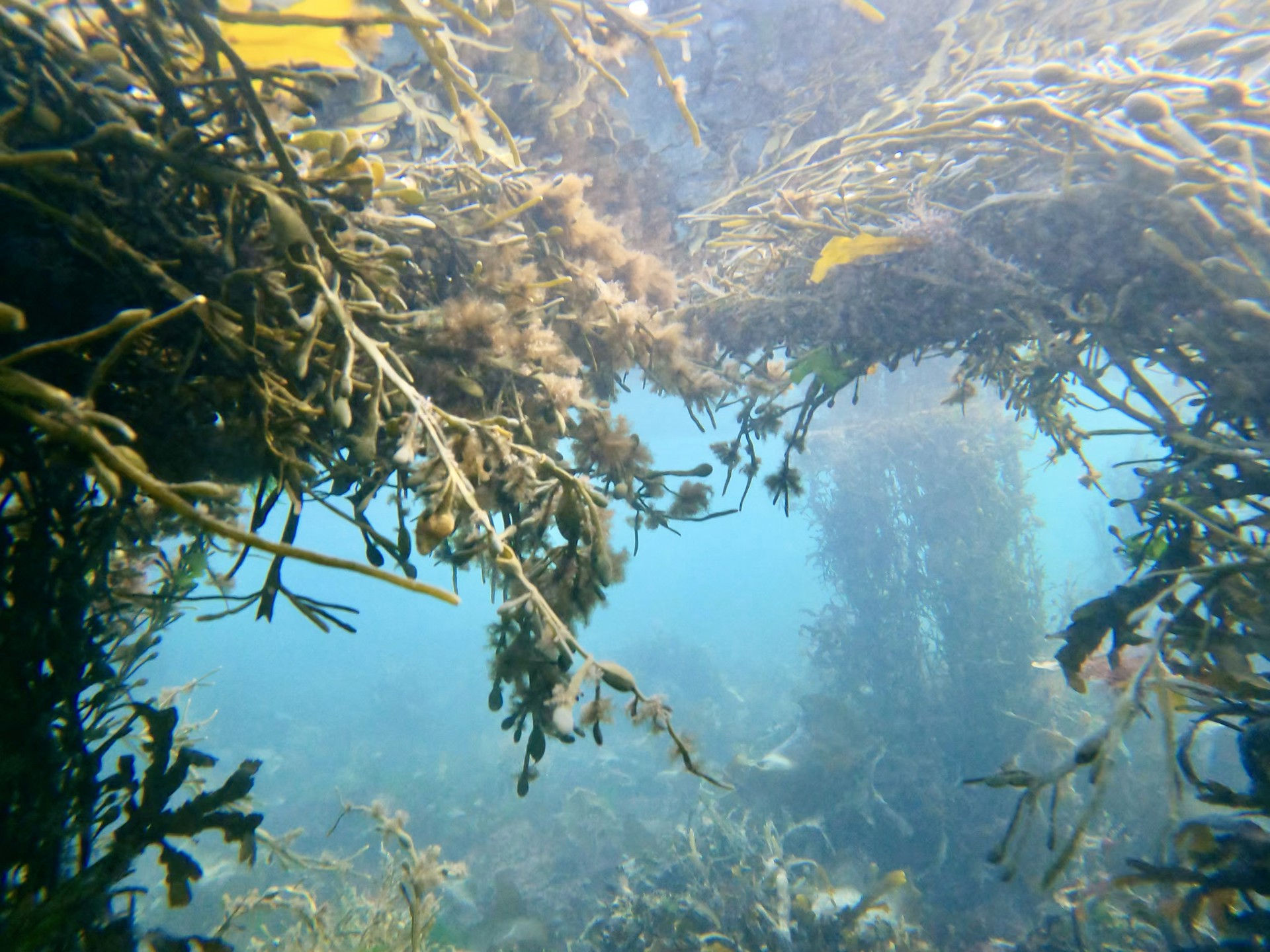 Background image - Dan Merman Below Water