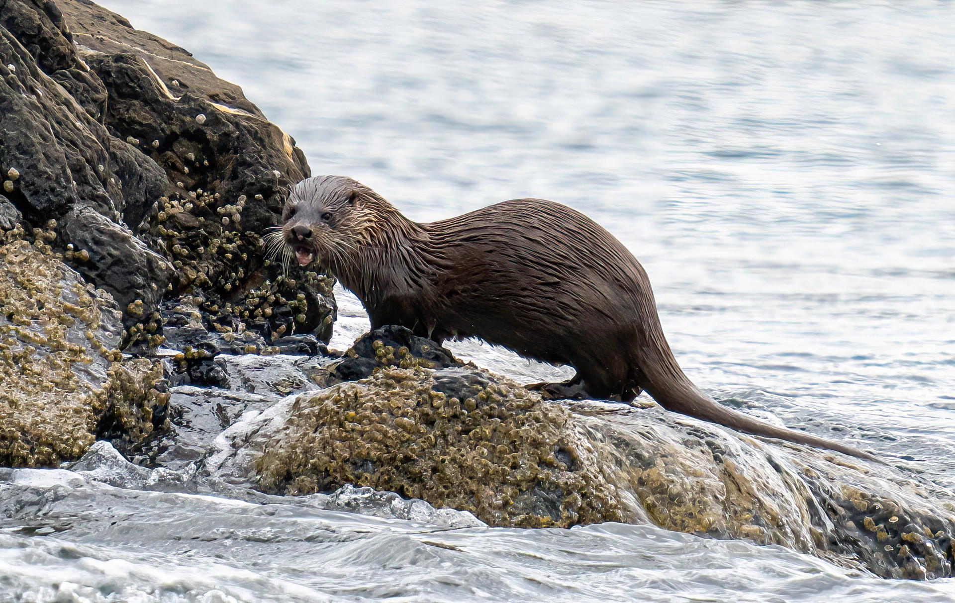 Background image - Grey Dogs Otter 3