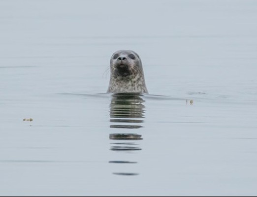 Cowal Wildlife By Peter Walsh Eco Nature Holidays Seal Small